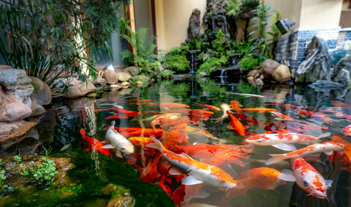 Desain Kolam Ikan Koi dari Agni Landscape - PT. Agni Jwala Abadi Desain Kolam Ikan Koi dari Agni Landscape - PT. Agni Jwala Abadi